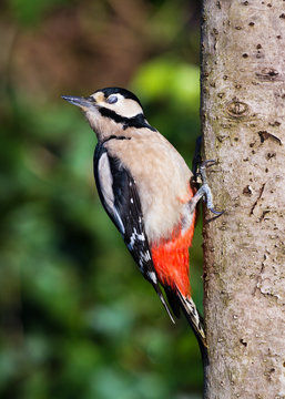 woodpecker showing Nictitating Membrane