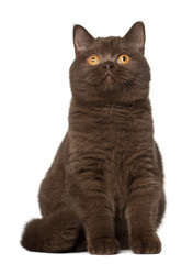 British shorthair cat, sitting in front of white background