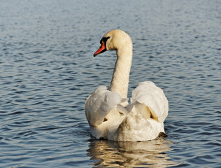Swan on water.