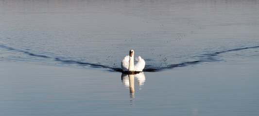 Coming swan.