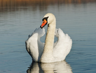 Fototapeta premium Swan on water.