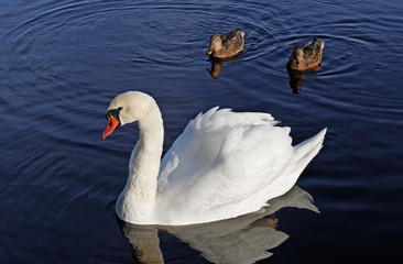 Swan and two ducks.