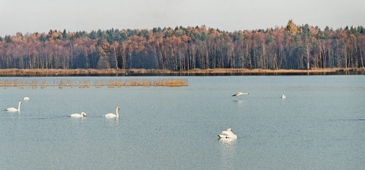 Flying swan.