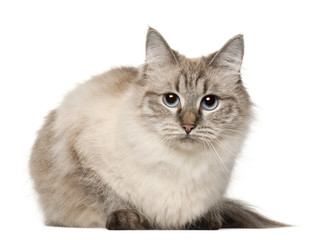 Siberian cat, in front of white background