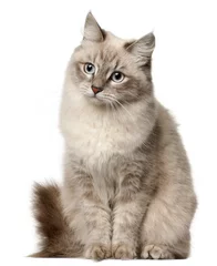 Fototapeten Siberian cat, sitting in front of white background © Eric Isselée