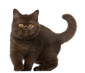 British shorthair cat, kitten, 4 months old, standing