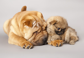 shar pei puppy and Spitz