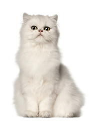 Persian cat, sitting in front of white background