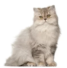 Zelfklevend Fotobehang Persian cat, sitting in front of white background © Eric Isselée