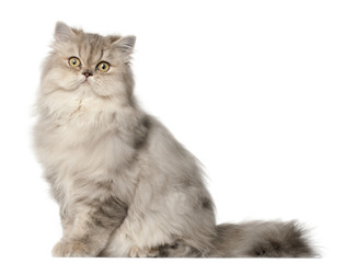 Persian cat, sitting in front of white background