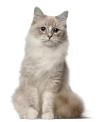 Fototapeten Ragdoll cat, 1 year old, sitting in front of white background © Eric Isselée