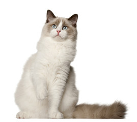 Fototapeta na wymiar Ragdoll cat, 6 months old, sitting in front of white background