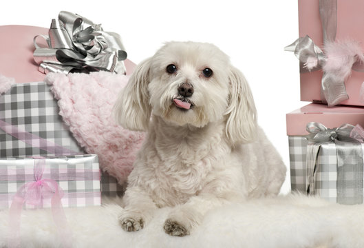 Maltese dog lying with Christmas gifts