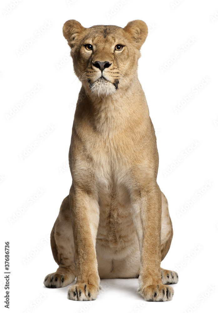 Wall mural lioness, panthera leo, 3 years old, sitting