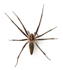 Nursery web spider, Pisaura mirabillis