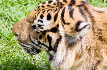 wildlife tiger