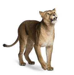 Obraz premium Lioness, Panthera leo, 3 years old, standing