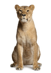 Lioness, Panthera leo, 3 years old, sitting - obrazy, fototapety, plakaty