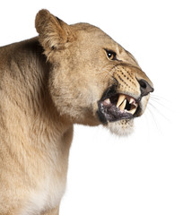 Lioness, Panthera leo, 3 years old, snarling