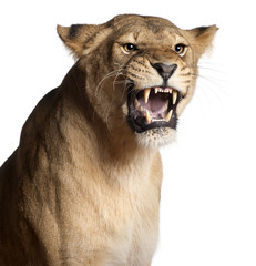 Fototapeta premium Lioness, Panthera leo, 3 years old, snarling