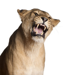 Lioness, Panthera leo, 3 years old, snarling