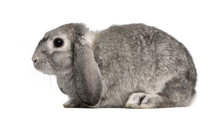 French Lop rabbit, 2 months old, Oryctolagus cuniculus, sitting