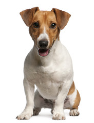 Jack Russell Terrier, 12 months old, sitting