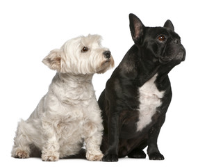 French Bulldog, 6 years old and West Highland White Terrier