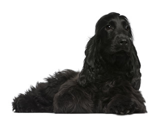 English Cocker Spaniel puppy, 5 months old, lying