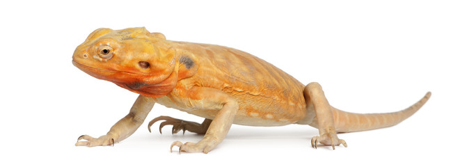 Central Bearded Dragon, Pogona vitticeps