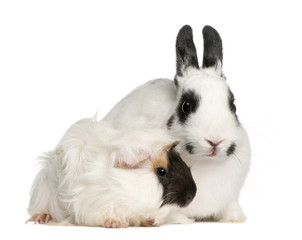 Dalmatian rabbit, 2 months old, and an Abyssinian Guinea pig