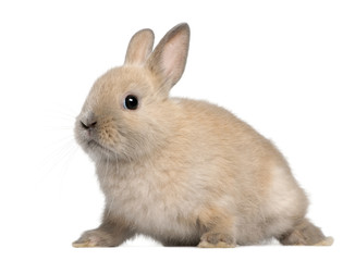 Young rabbit in front of white background