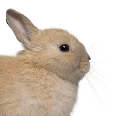 Close-up of young rabbit in front of white background
