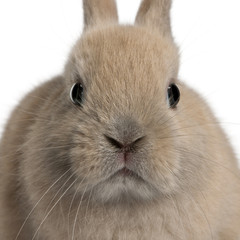 Close-up of young rabbit in front of white background