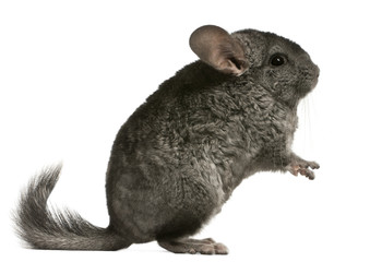 Chinchilla, 18 months old, sitting in front of white background