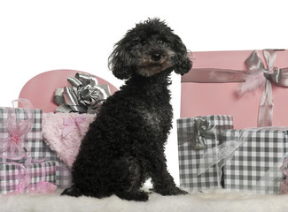 Poodle sitting with Christmas gifts in front of white background