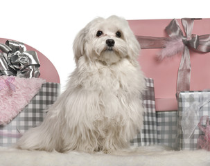 Maltese dog sitting with Christmas gifts