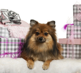 Pomeranian, 2 years old, lying with Christmas gifts