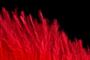 Red feather