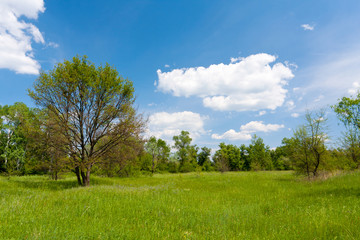 Green meadow in forest