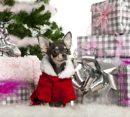 Chihuahua, wearing Santa outfit with Christmas gifts