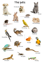 Fototapeta premium Collage of pets and animals in English