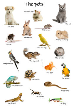 Collage of pets and animals in English