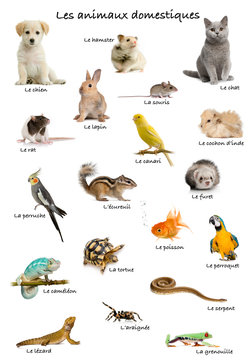 Collage of pets and animals in French