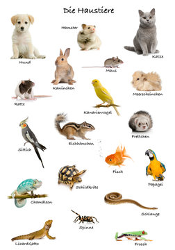 Collage of pets and animals in German