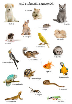 Collage of pets and animals in Italian