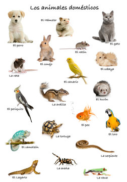 Collage of pets and animals in Spanish