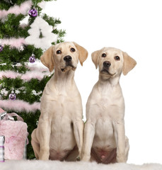 Labrador Retriever puppy, 4 months old, with Christmas tree