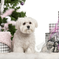 Maltese puppy, 6 months old, with Christmas tree and gifts