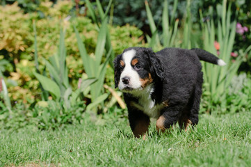 Bernese Mountain Dog puppy portrait